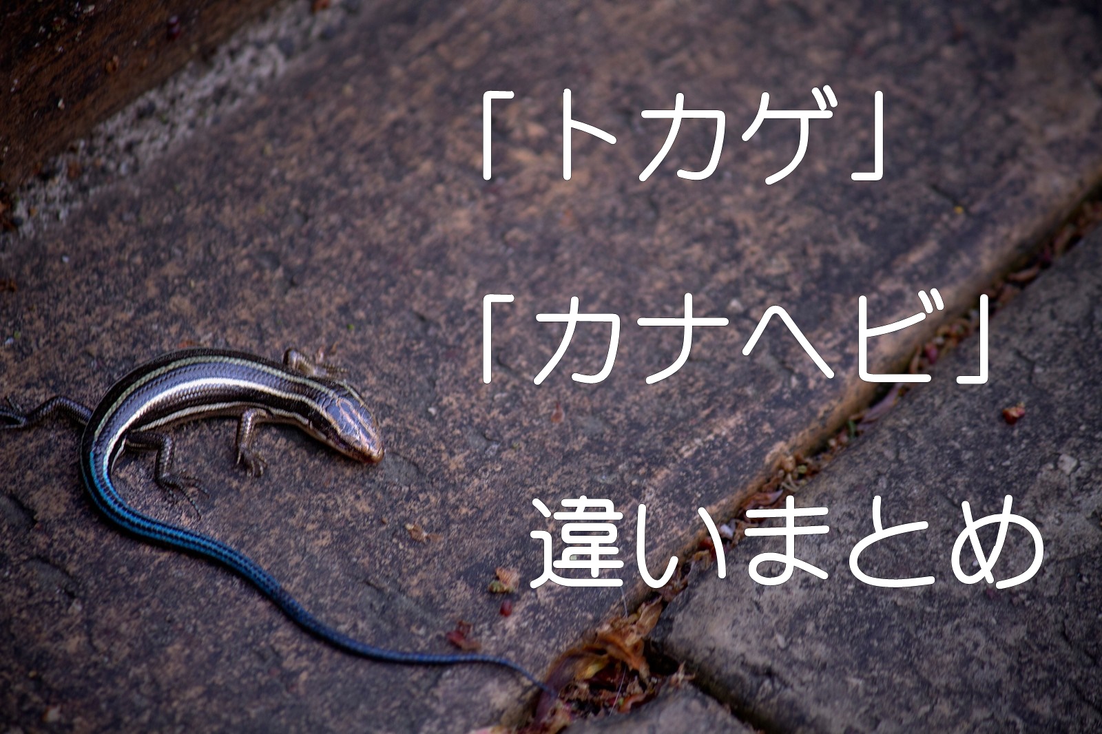 イモリとヤモリの違いを画像で紹介 漢字で書くと覚えやすい カナヘビもどき