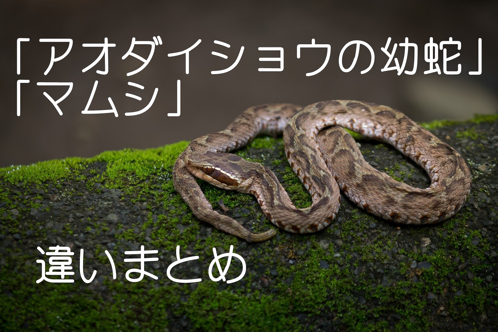 アオダイショウの幼蛇とマムシの違いを画像で比較してみた カナヘビもどき