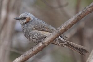 都会の庭で見られる代表的な灰色の野鳥 ムクドリとヒヨドリ カナヘビもどき